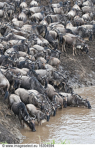 Afrika  Kenia  Maasai Mara National Park  Herde von Streifengnus beim Trinken im Mara-Fluss