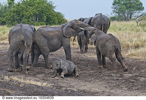 Afrika  Kenia  Maasai Mara National Reserve  Afrikanische Buschelefanten  Loxodonta africana  Elefantenfamilie  jugendliche Elefanten beim Kräftemessen