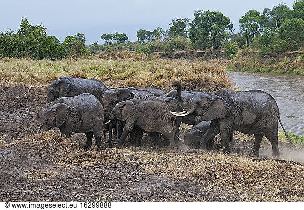 Afrika  Kenia  Maasai Mara National Reserve  Afrikanische Buschelefanten  Loxodonta africana  mit Jungtieren beim Überqueren des Mara-Flusses