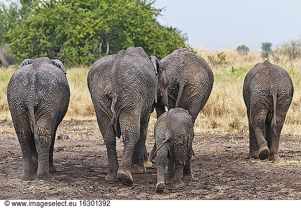 Afrika  Kenia  Maasai Mara National Reserve  Afrikanische Elefanten  Loxodonta africana  Elefantenfamilie  Rückansicht