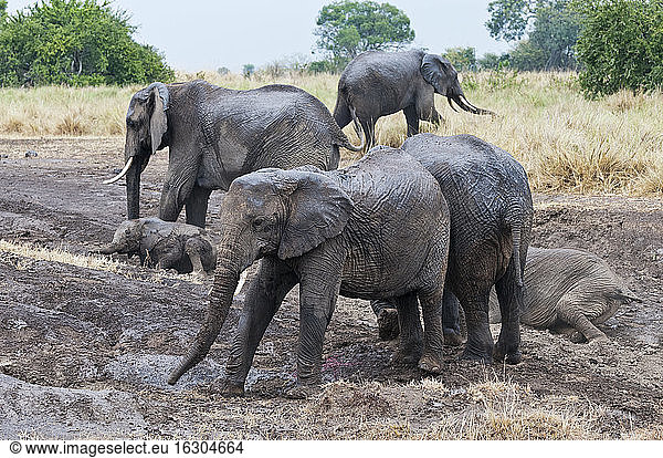 Afrika  Kenia  Maasai Mara National Reserve  Afrikanische Elefanten  Loxodonta africana  Herde beim Schlammbaden