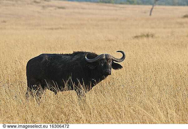 Afrika  Kenia  Maasai Mara National Reserve  Afrikanischer Büffel  Kapbüffel  Syncerus caffer