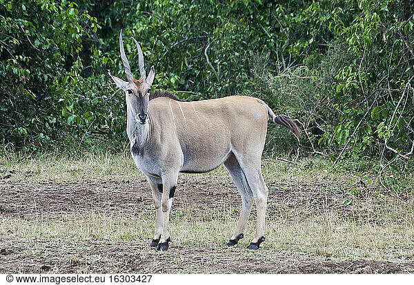 Afrika  Kenia  Maasai Mara National Reserve  Elenantilope (Taurotragus oryx)