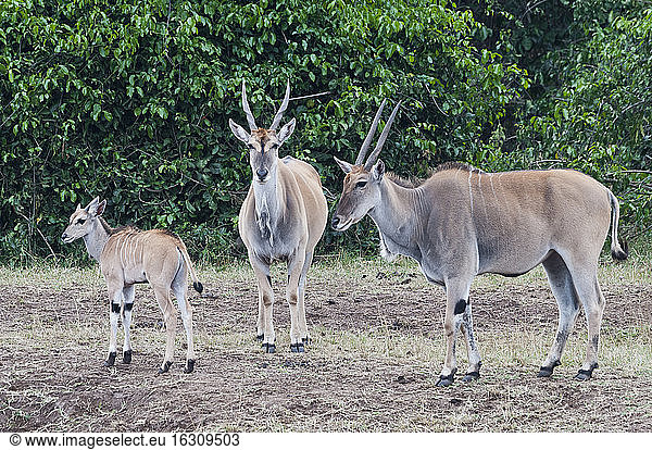 Afrika  Kenia  Maasai Mara National Reserve  Gruppe von Elandantilopen (Taurotragus oryx)