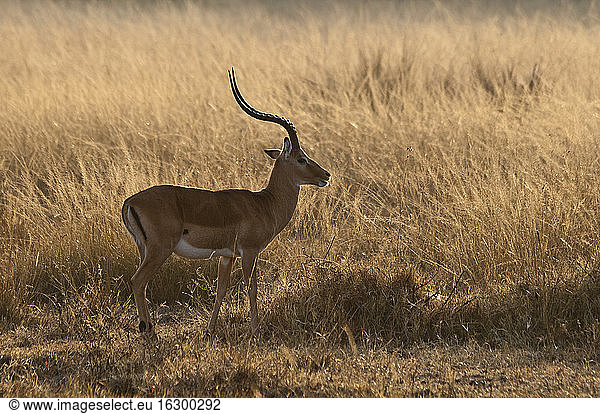 Afrika  Kenia  Maasai Mara National Reserve  Impala  Aepyceros melampus