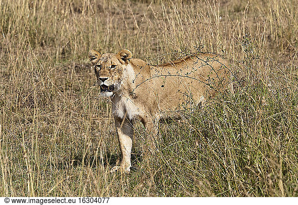 Afrika  Kenia  Maasai Mara National Reserve  Löwe Panthera leo  weiblich  stehend im hohen Gras