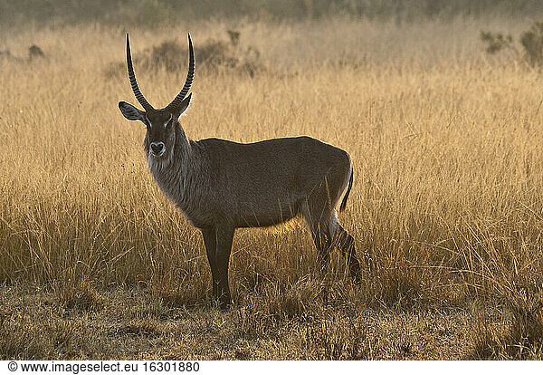 Afrika  Kenia  Maasai Mara National Reserve  Wasserbock  Kobus ellipsiprymnus