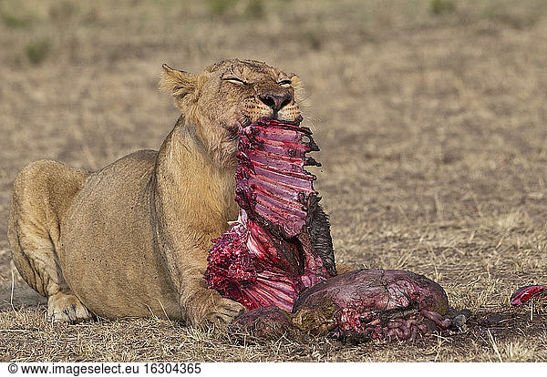 Afrika  Kenia  Maasai Mara National Reserve  Weiblicher Löwe  Panthera leo  frisst ein Streifengnu