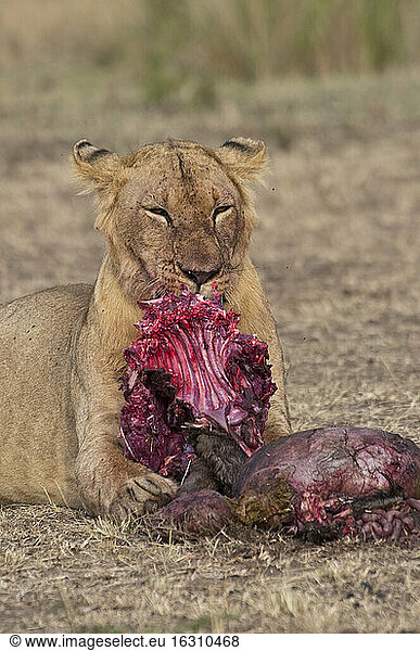 Afrika  Kenia  Maasai Mara National Reserve  Weiblicher Löwe  Panthera leo  frisst ein Streifengnu