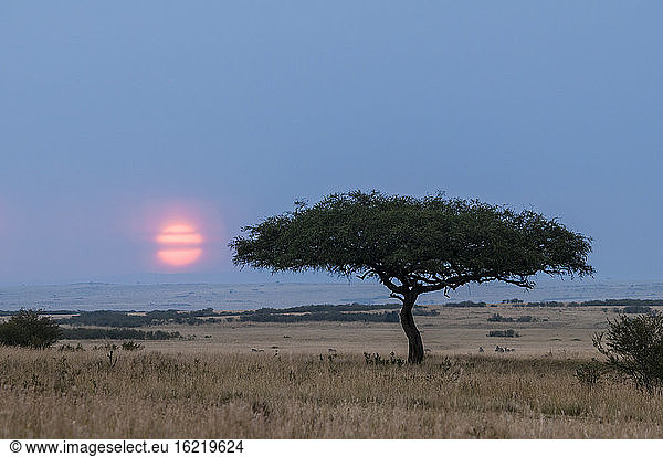 Afrika  Kenia  Sonnenuntergang im Maasai Mara National Park