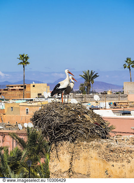 Afrika  Marokko  Marrakesch  El Badi Palace  Weißstörche  Ciconia ciconia  im Nest