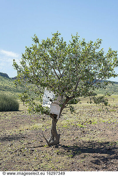 Afrika  Namibia  Damaraland  Himba-Siedlung  Holztruhen mit Wertgegenständen in einem Baum