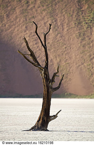 Afrika  Namibia  Deadvlei  Tote Bäume