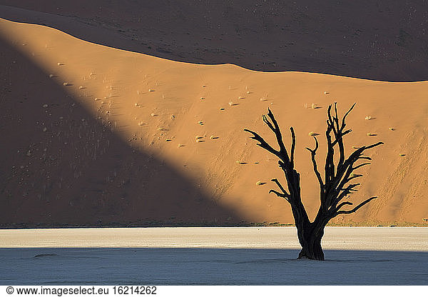 Afrika  Namibia  Deadvlei  Tote Bäume