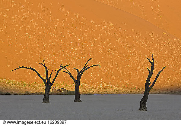 Afrika  Namibia  Deadvlei  Tote Bäume in der Wüste