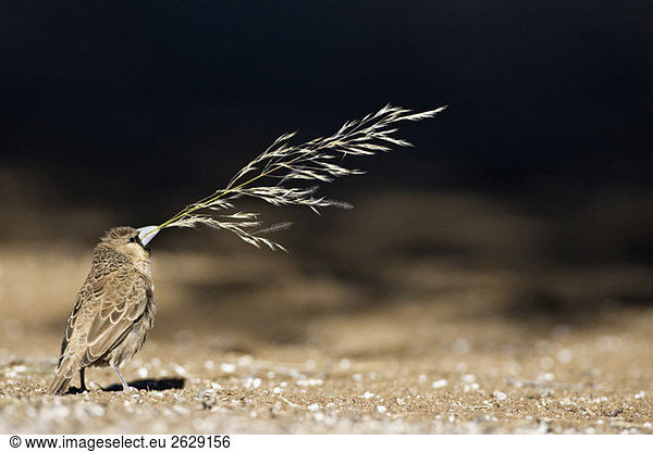 Afrika  Namibia  Gesellschaftsweber (Philetairus socius) mit Gras im Schnabel zum Nestbau