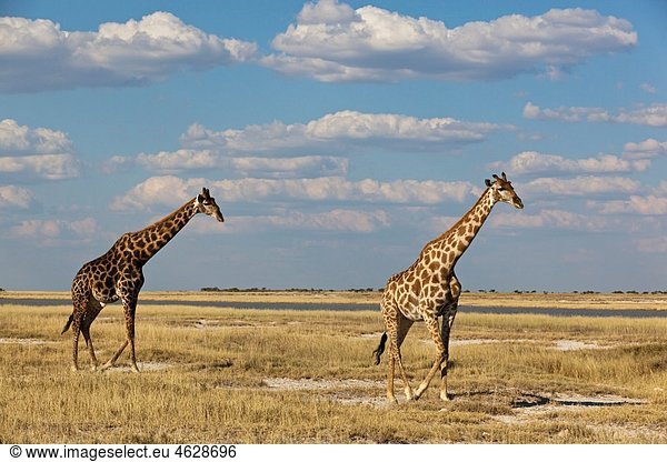 Afrika  Namibia  Giraffe im Etoscha-Nationalpark