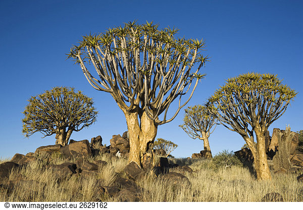 Afrika  Namibia  Köcherbäume (Aloe dichotoma)