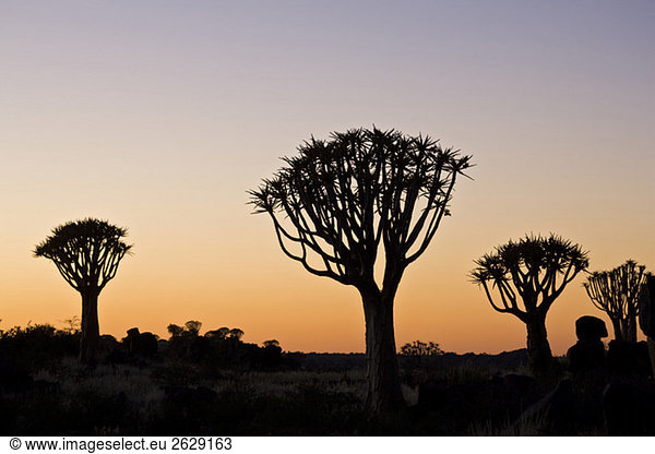 Afrika  Namibia  Köcherbäume (Aloe dichotoma) bei Sonnenuntergang