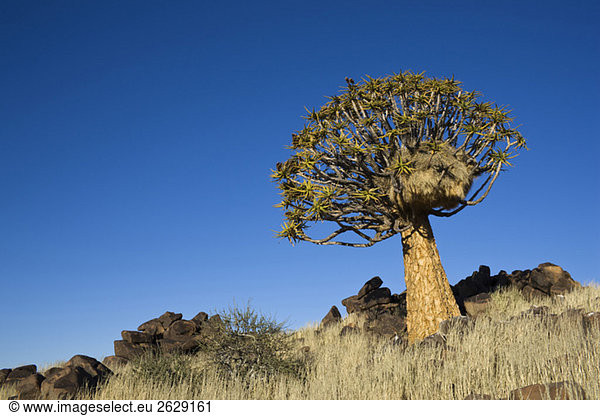 Afrika  Namibia  Köcherbaum (Aloe dichotoma)