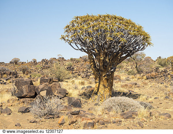 Afrika  Namibia  Köcherbaum  Aloe dichotoma