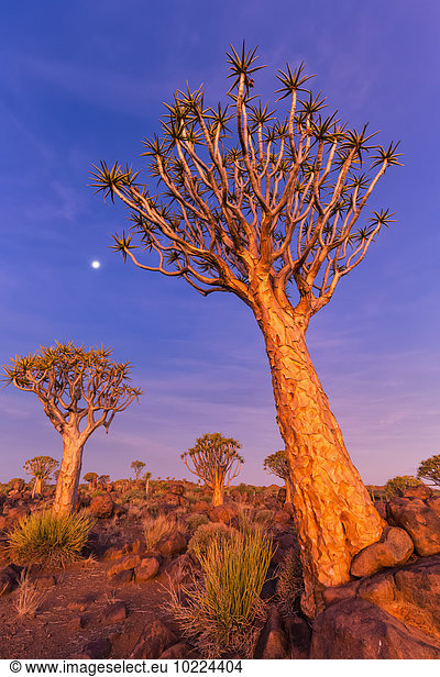 Afrika  Namibia  Keetmanshoop  Köcherbaumwald bei Sonnenuntergang