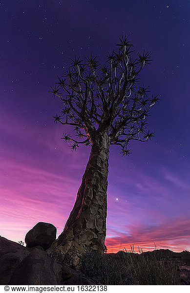 Afrika  Namibia  Keetmanshoop  Köcherbaumwald bei Sonnenuntergang