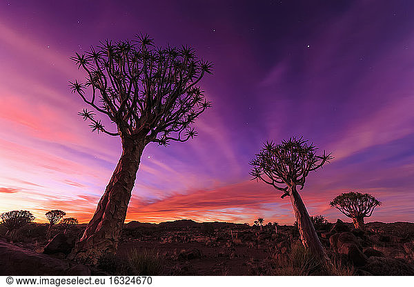 Afrika  Namibia  Keetmanshoop  Köcherbaumwald bei Sonnenuntergang