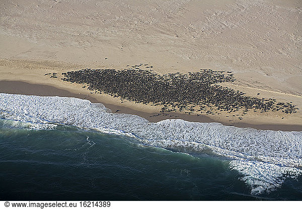 Afrika  Namibia  Luftaufnahme von Robben am Ufer