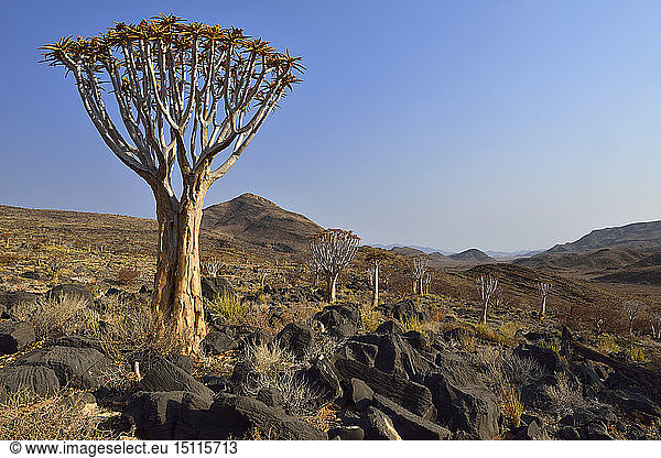 Afrika  Namibia  Namib Naukluft-Gebirge  Namib-Wüste  Köcherbaum  Aloe-Dichotom
