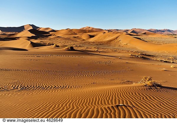 Afrika  Namibia  Namib Naukluft Nationalpark  Blick auf Sanddünen am Naravlei in der Namibwüste