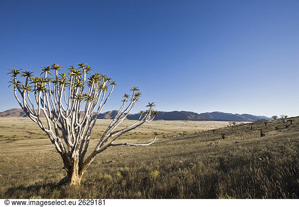 Afrika  Namibia  Röhrenbaum (Aloe dichotoma)