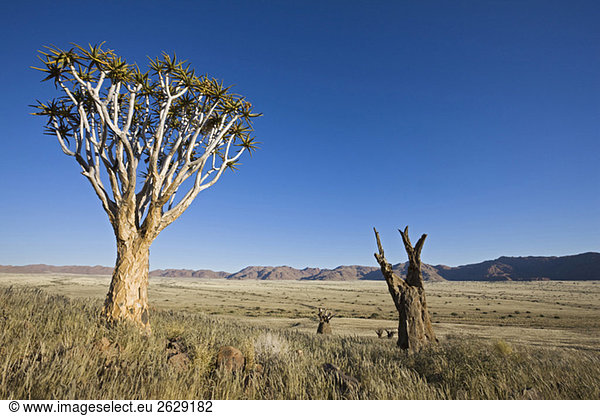 Afrika Namibia Röhrenbaum (Aloe dichotoma)