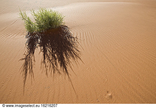 Afrika  Namibia  Sossusvlei  Wüstenpflanze