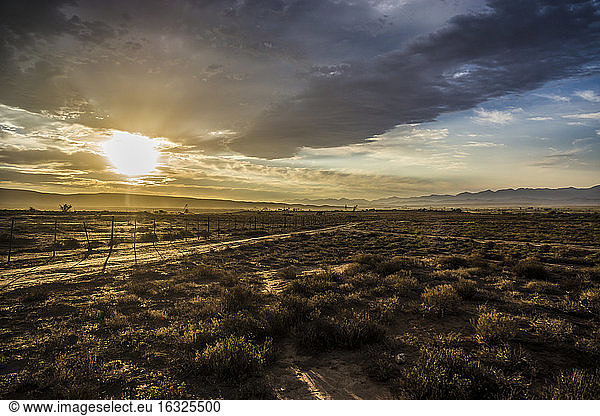 Afrika  Südafrika  Westkap  Straußenfarm bei Sonnenuntergang