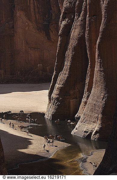 Afrika  Tschad  Blick auf Kamele in Guelta d' Archei