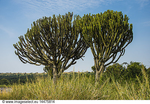 Afrika  Uganda  Kaktusbaum an einem Kratersee im Queen-Elizabeth-Nationalpark