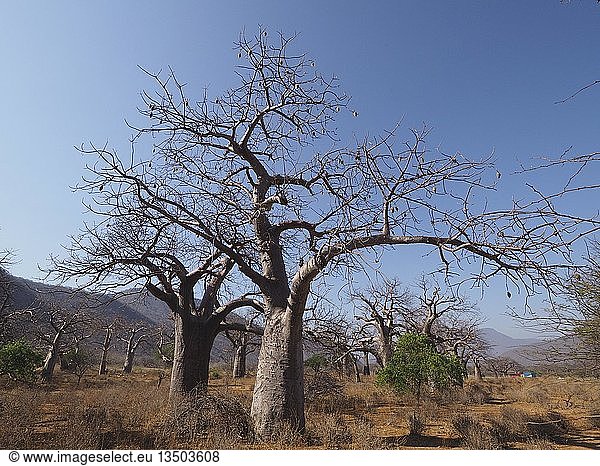 Afrikanische Affenbrotbäume (Adansonia digitata)  Baobab Valley bei Mikumi  Tansania  Afrika