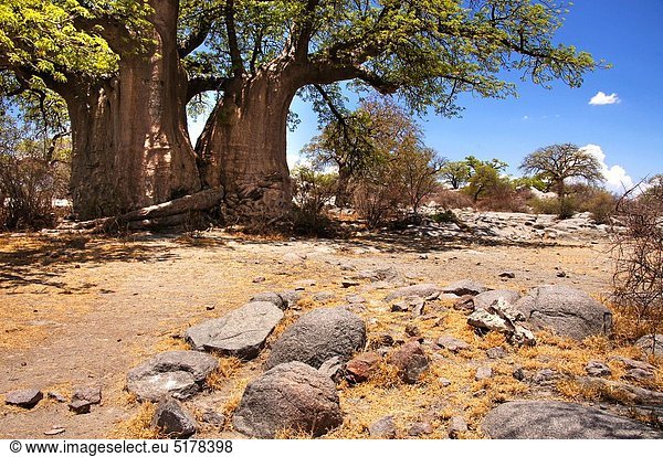Afrikanische Affenbrotbaum  Adansonia digitata  Baum  Insel  Botswana