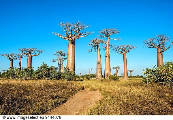 Afrikanische Affenbrotbaum Adansonia digitata Gasse Madagaskar