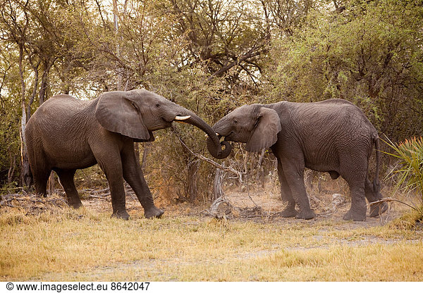 Afrikanische Elefanten  Chobe-Nationalpark  Botswana