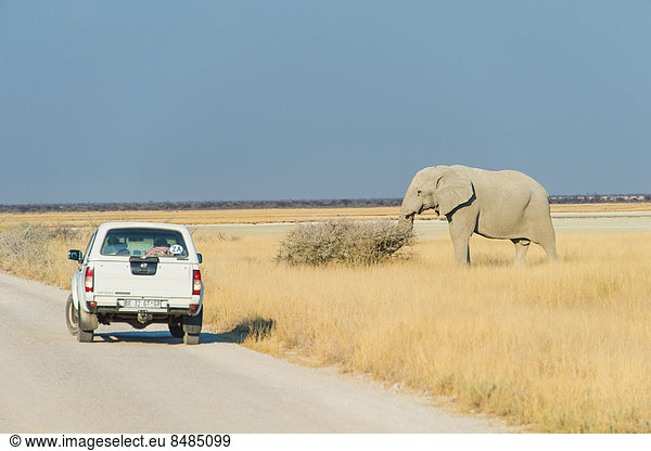 Afrikanische Elefanten (Loxodonta africana) an der Stra_e mit vorbeifahrendem Auto  Etosha Nationalpark  Namibia