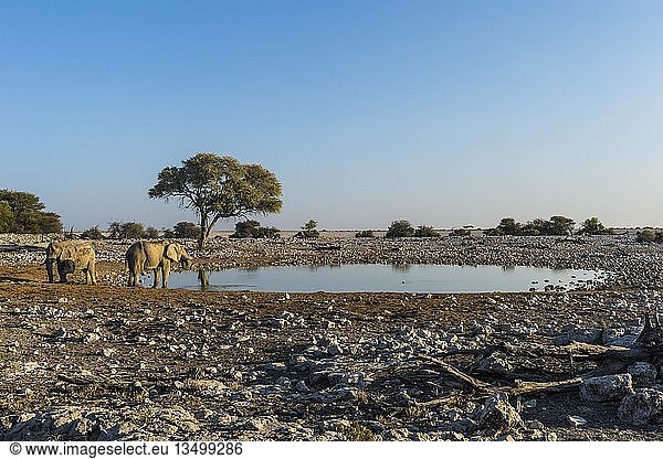Afrikanische Elefanten (Loxodonta africana) an einer Wasserstelle  Okaukuejo  Etosha-Nationalpark  Namibia  Afrika