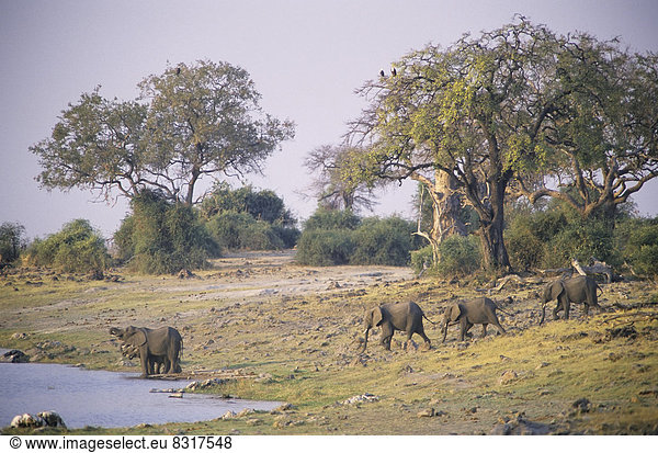 Afrikanische Elefanten (Loxodonta africana) an Wasserstelle