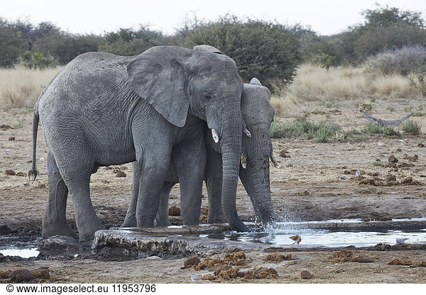 Afrikanische Elefanten  Loxodonta africana  die an einer Wasserstelle im Grasland stehen.