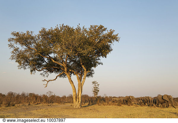 Afrikanische Elefanten (Loxodonta africana)  Herde im Savuti Gebiet  zieht an Apfelblattbaum (Lonchocarpus capassa) vorbei  Chobe-Nationalpark  Botswana  Afrika