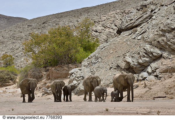 Afrikanische Elefanten (Loxodonta africana)  Wüstenelefanten im Trockenflussbett des Hoanib bei Felsenge