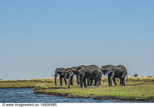 Afrikanische Elefanten (Loxodonta) auf dem Weg zum Chobe-Fluss  um dort zu schwimmen. Chobe-Nationalpark. Botswana  Afrika.