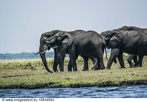 Afrikanische Elefanten (Loxodonta) auf dem Weg zum Fluss  um zu schwimmen. Chobe National Park  Botswana  Afrika.