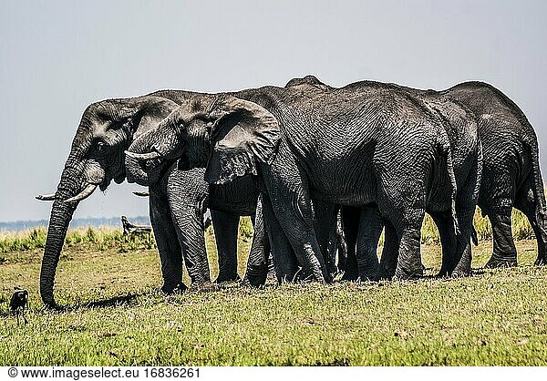 Afrikanische Elefanten (Loxodonta) auf dem Weg zum Fluss  um zu schwimmen. Chobe National Park  Botswana  Afrika.